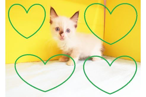 成約済の東京都のラグドール-12060