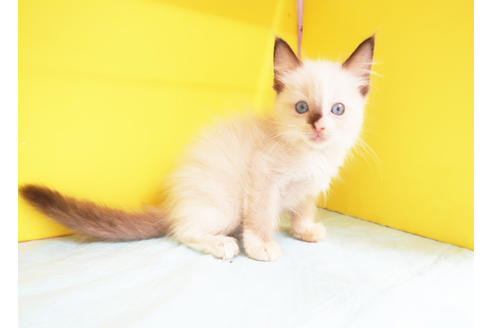 成約済の東京都のラグドール-12060の2枚目