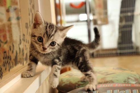 アメリカンショートヘアの子猫を探す（128ページ目）｜子猫
