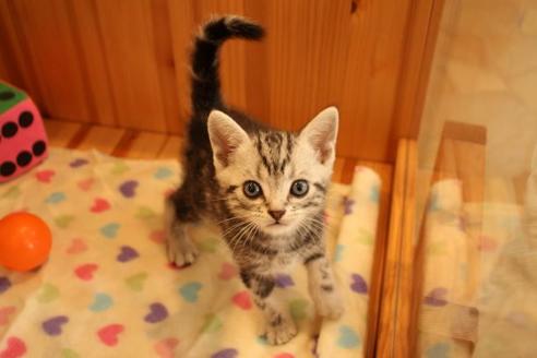 成約済の大阪府のアメリカンショートヘア-12037の2枚目