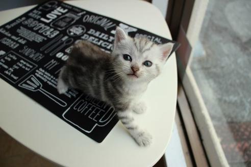 成約済の大阪府のアメリカンショートヘア-12038