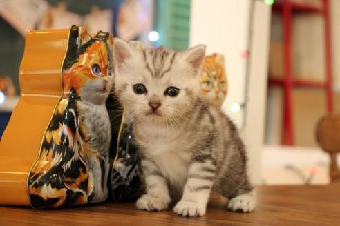 成約済の大阪府のアメリカンショートヘア-12038の3枚目