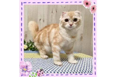 成約済の大阪府のスコティッシュフォールド-12115の4枚目