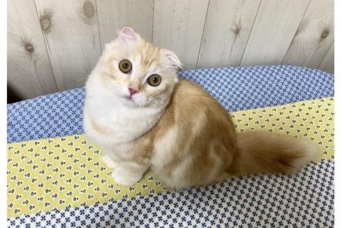 成約済の大阪府のスコティッシュフォールド-12115の3枚目