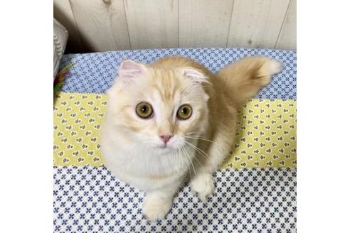 成約済の大阪府のスコティッシュフォールド-12115の2枚目