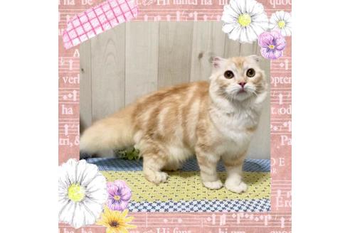 成約済の大阪府のスコティッシュフォールド-12115の1枚目