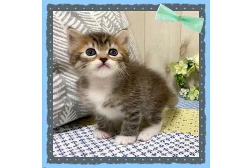 成約済の大阪府のサイベリアン-12116の4枚目