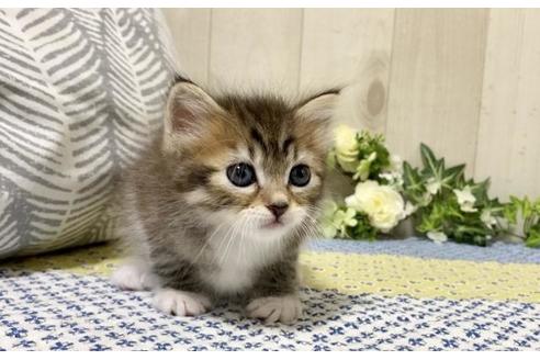 成約済の大阪府のサイベリアン-12116の3枚目