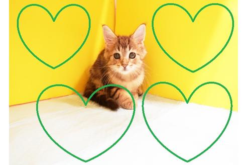 成約済の東京都のメインクーン-12119の1枚目