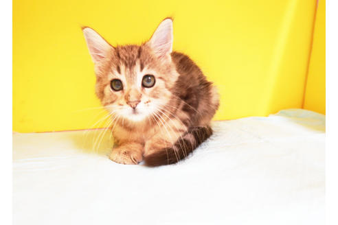 成約済の東京都のメインクーン-12119の2枚目