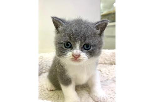 成約済の千葉県のブリティッシュショートヘア-12017の2枚目