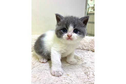 ブリティッシュショートヘア 子猫id 118 の詳細情報 千葉県 女の子 08 22生まれ ブルー ホワイト 子猫ブリーダーナビ