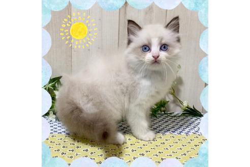 成約済の大阪府のラグドール-12157