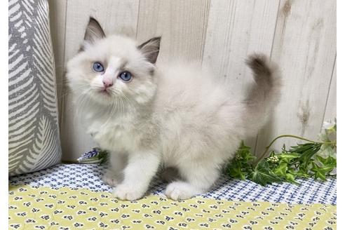 成約済の大阪府のラグドール-12157の6枚目