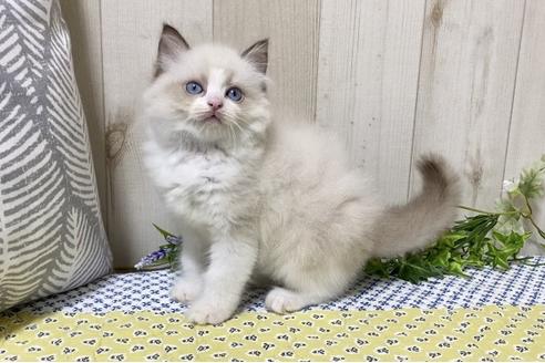 成約済の大阪府のラグドール-12157の3枚目