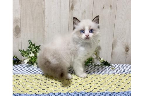 成約済の大阪府のラグドール-12157の2枚目