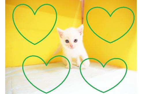 成約済の東京都のマンチカン-12164の1枚目