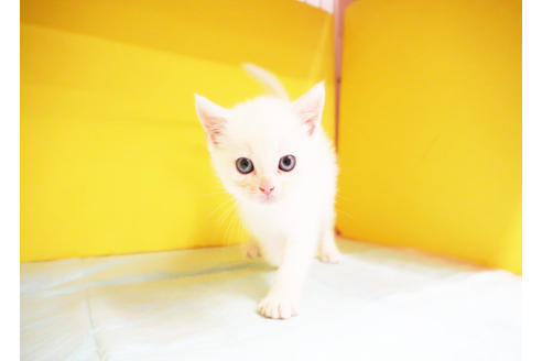 成約済の東京都のマンチカン-12164の2枚目