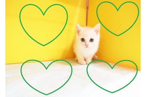 成約済の東京都のスコティッシュフォールド-12165の1枚目