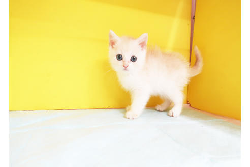 成約済の東京都のスコティッシュフォールド-12165の2枚目