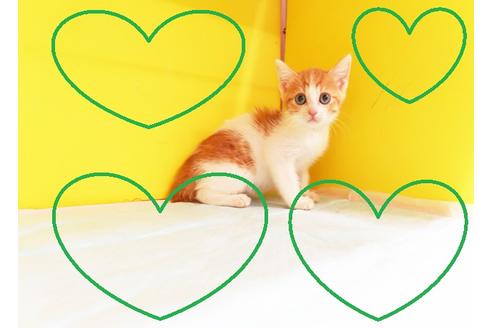 成約済の東京都のスコティッシュフォールド-12166の1枚目