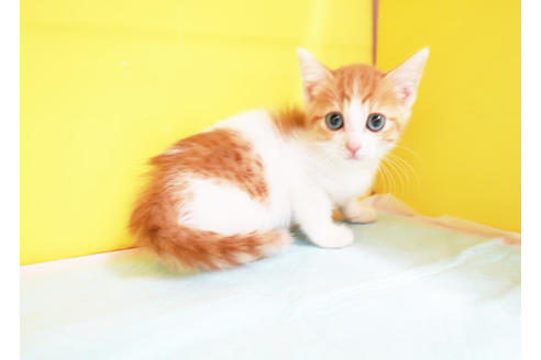 成約済の東京都のスコティッシュフォールド-12166の2枚目