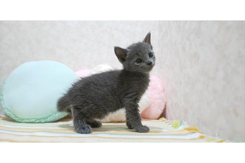 千葉県のロシアンブルー 女の子 08 14生まれ ブルー 子猫id 子猫ブリーダーナビ