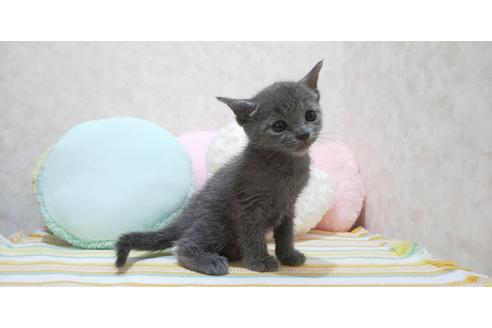 ロシアンブルー 子猫id の詳細情報 千葉県 女の子 08 14生まれ ブルー 子猫ブリーダーナビ