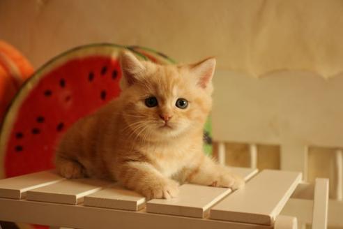 成約済の大阪府のマンチカン-12230の8枚目