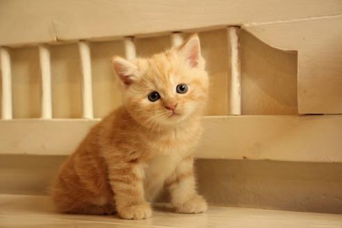 成約済の大阪府のマンチカン-12230の7枚目