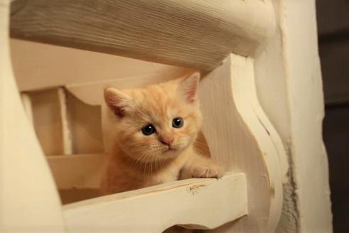 成約済の大阪府のマンチカン-12230の6枚目