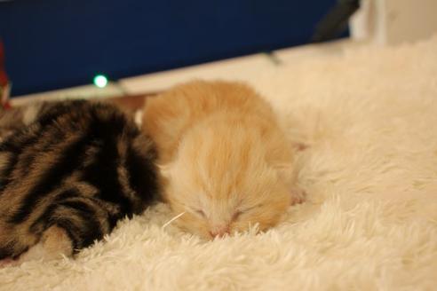 成約済の大阪府のマンチカン-12230の5枚目