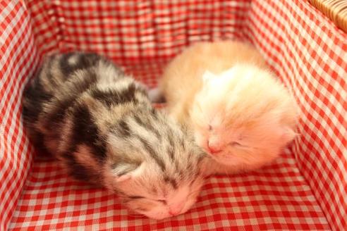 成約済の大阪府のマンチカン-12230の4枚目