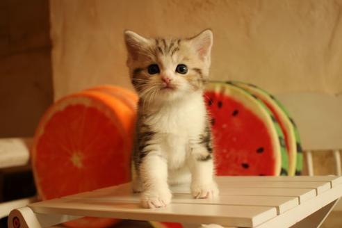 成約済の大阪府のマンチカン-12231の5枚目