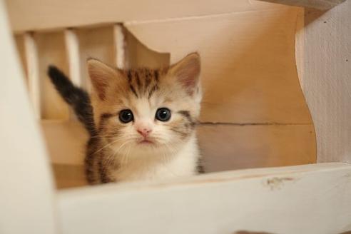 成約済の大阪府のマンチカン-12231の4枚目