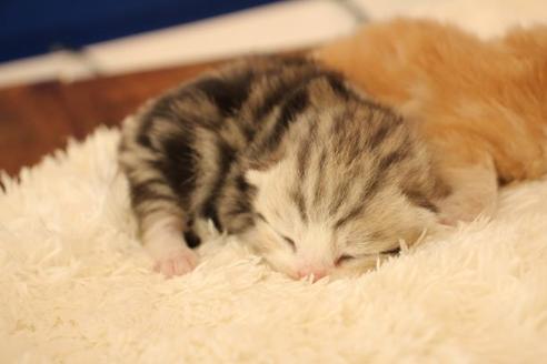 成約済の大阪府のマンチカン-12231の3枚目