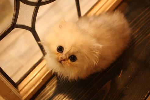 成約済の大阪府のペルシャ-11879の1枚目