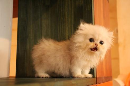 成約済の大阪府のペルシャ-11879の2枚目