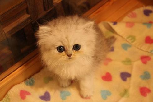 成約済の大阪府のペルシャ-11878の1枚目