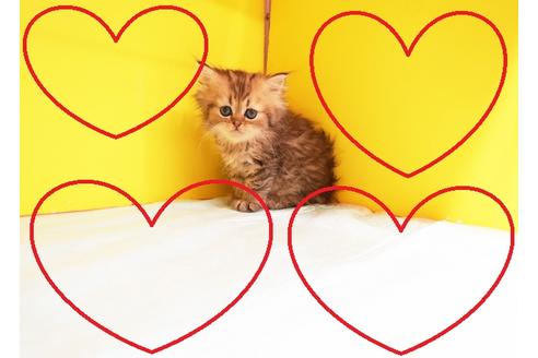 成約済の東京都のペルシャ-12238の1枚目