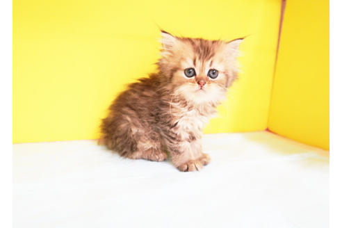 成約済の東京都のペルシャ-12238の2枚目