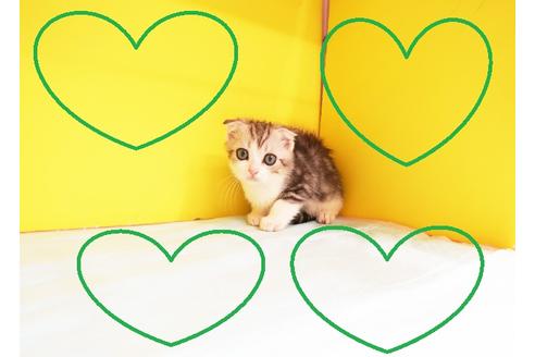 成約済の東京都のスコティッシュフォールド-12239の1枚目