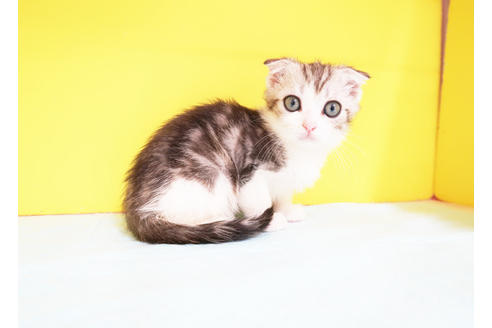 成約済の東京都のスコティッシュフォールド-12239の2枚目