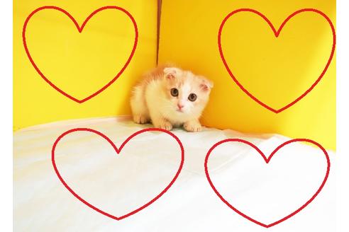 成約済の東京都のスコティッシュフォールド-12240の1枚目