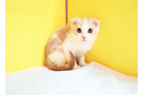 成約済の東京都のスコティッシュフォールド-12240の2枚目