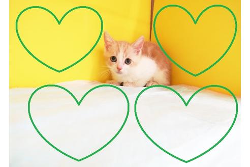 成約済の東京都のスコティッシュフォールド-12241の1枚目