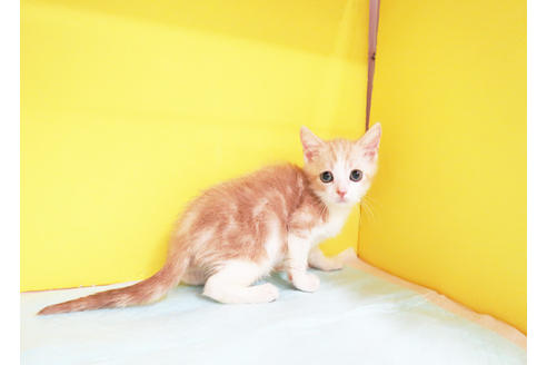 成約済の東京都のスコティッシュフォールド-12241の2枚目