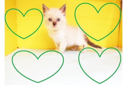 成約済の東京都のラグドール-12242