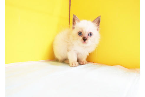 成約済の東京都のラグドール-12242の2枚目