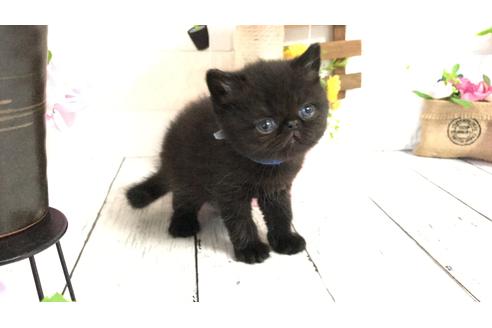 埼玉県のエキゾチックショートヘア 男の子 08 29生まれ ブラックスモーク 子猫id 子猫ブリーダーナビ